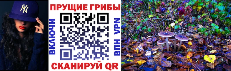 купить  сайты  Нижний Тагил  Галлюциногенные грибы MAGIC MUSHROOMS 